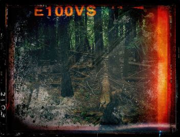 Woods - Free image #462933